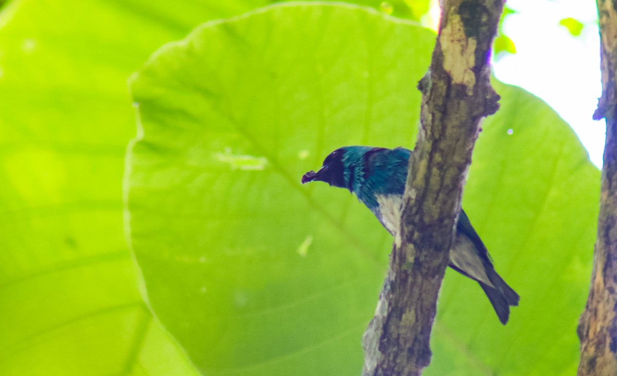 Swallow Tanager - ML645624001