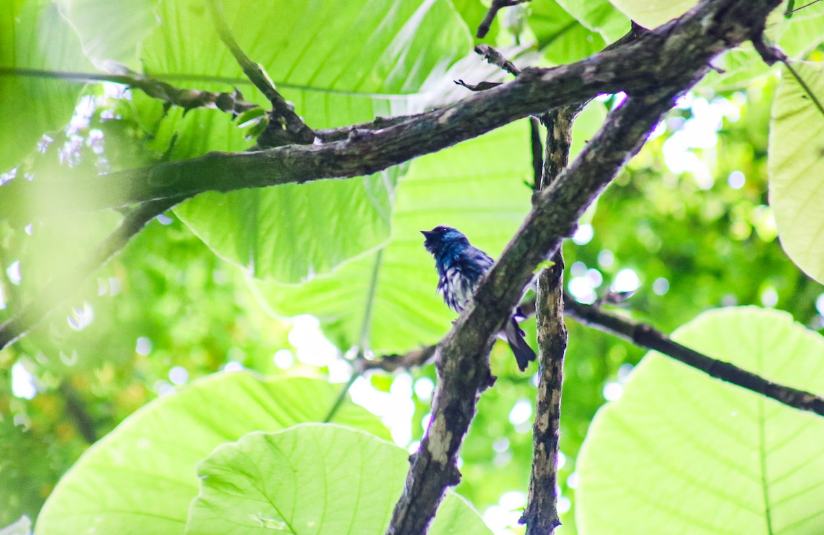 Swallow Tanager - ML645624002