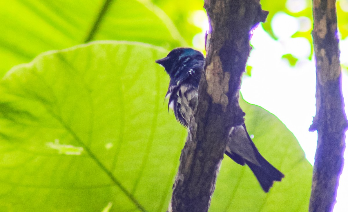 Swallow Tanager - ML645624003