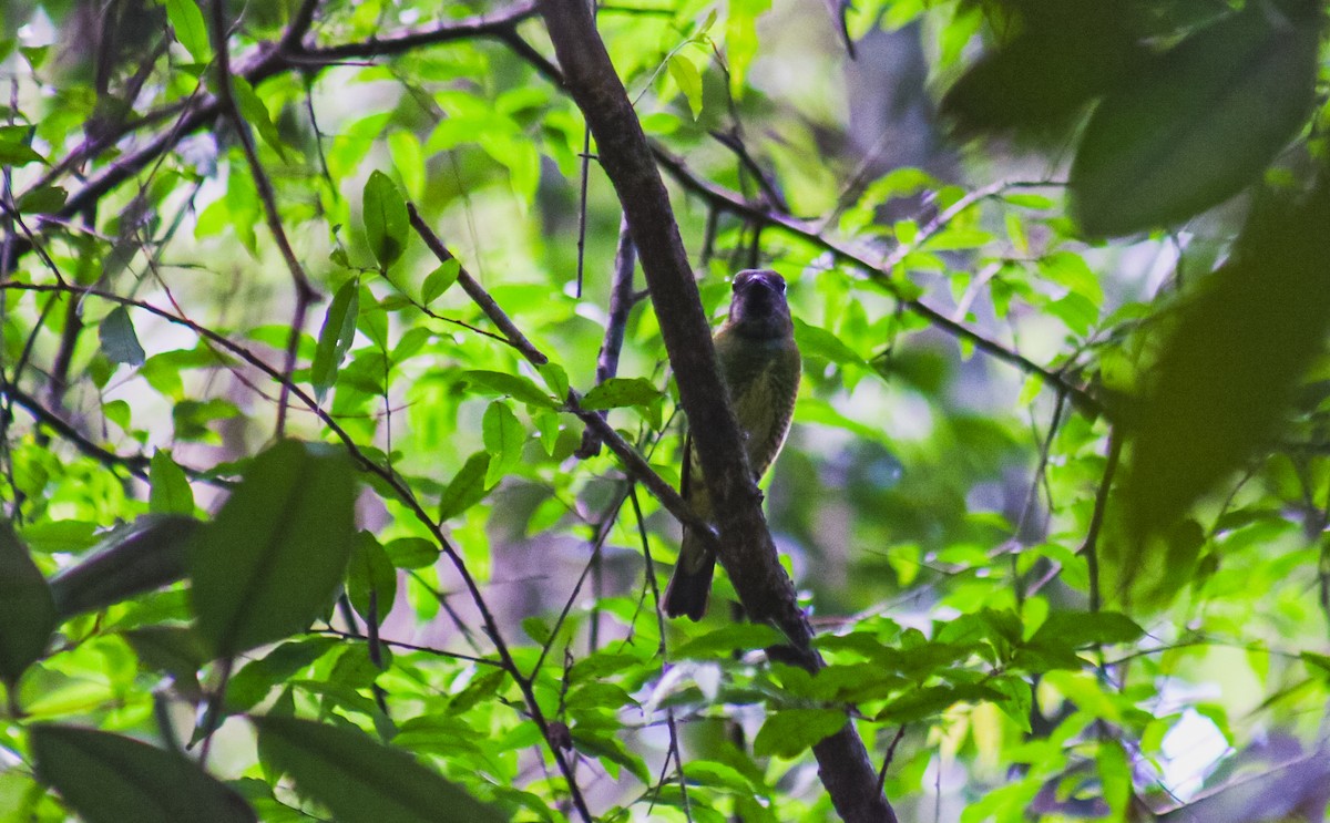 Swallow Tanager - ML645624004