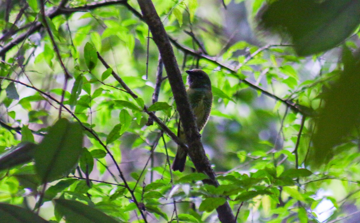 Swallow Tanager - ML645624005