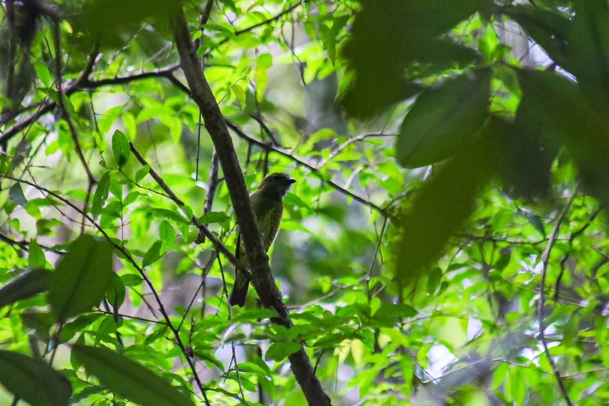 Swallow Tanager - ML645624006