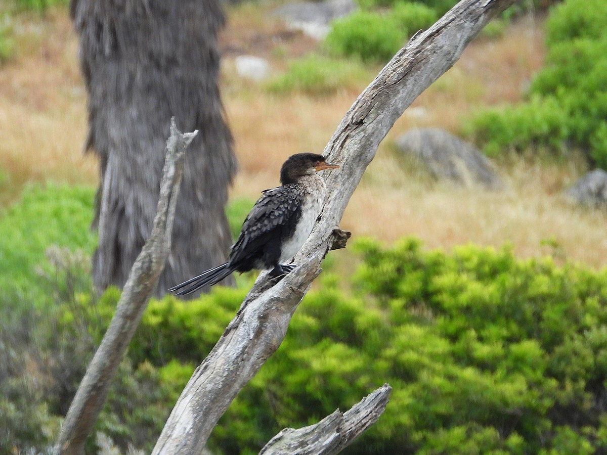 Reed Cormorant - ML645624007