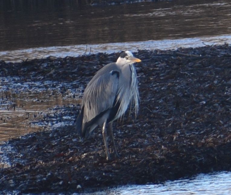 Gray Heron - ML645624009