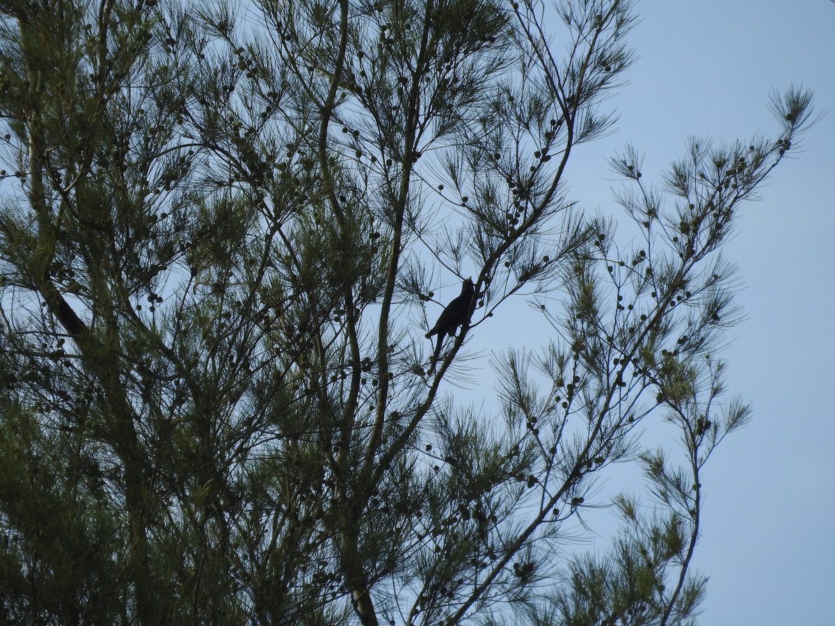 Asian Koel - ML645624010