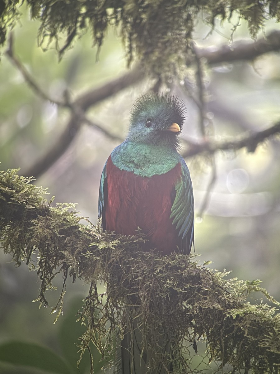 Resplendent Quetzal - ML645624011