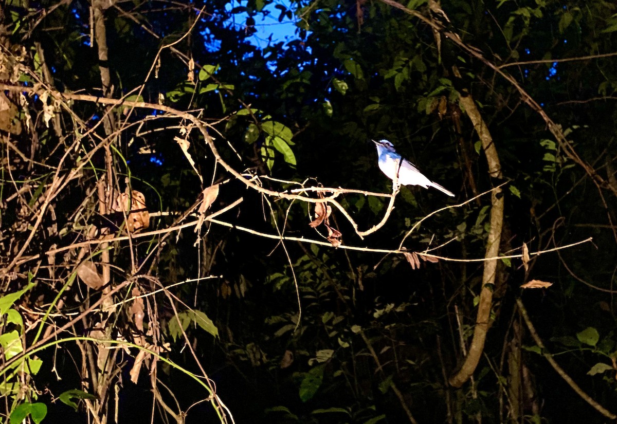 Hainan Blue Flycatcher - ML645624012