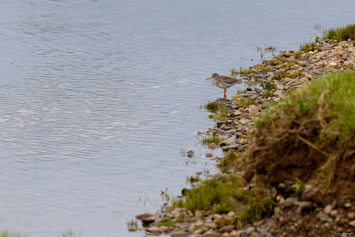 Common Redshank - ML645624013