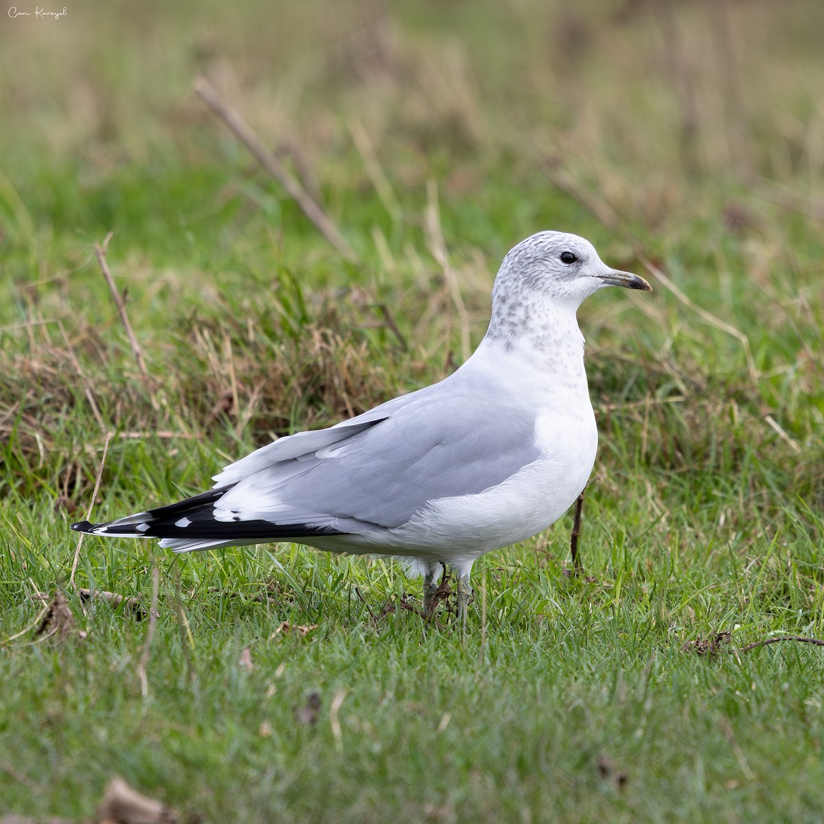 Common Gull - ML645624014