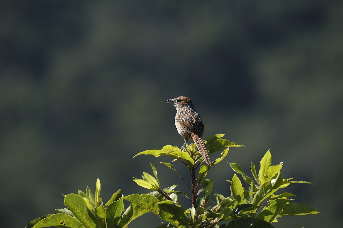 Cape Grassbird - ML645624015