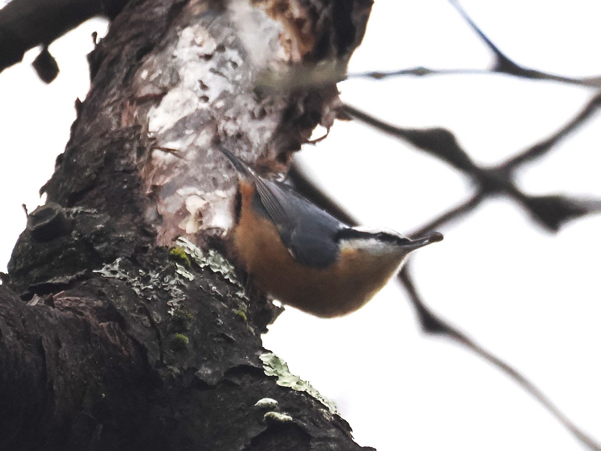 Red-breasted Nuthatch - ML645624016
