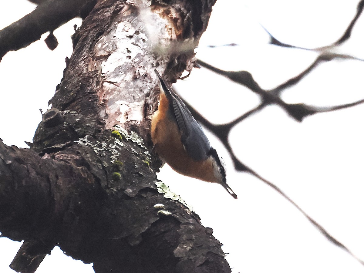 Red-breasted Nuthatch - ML645624017