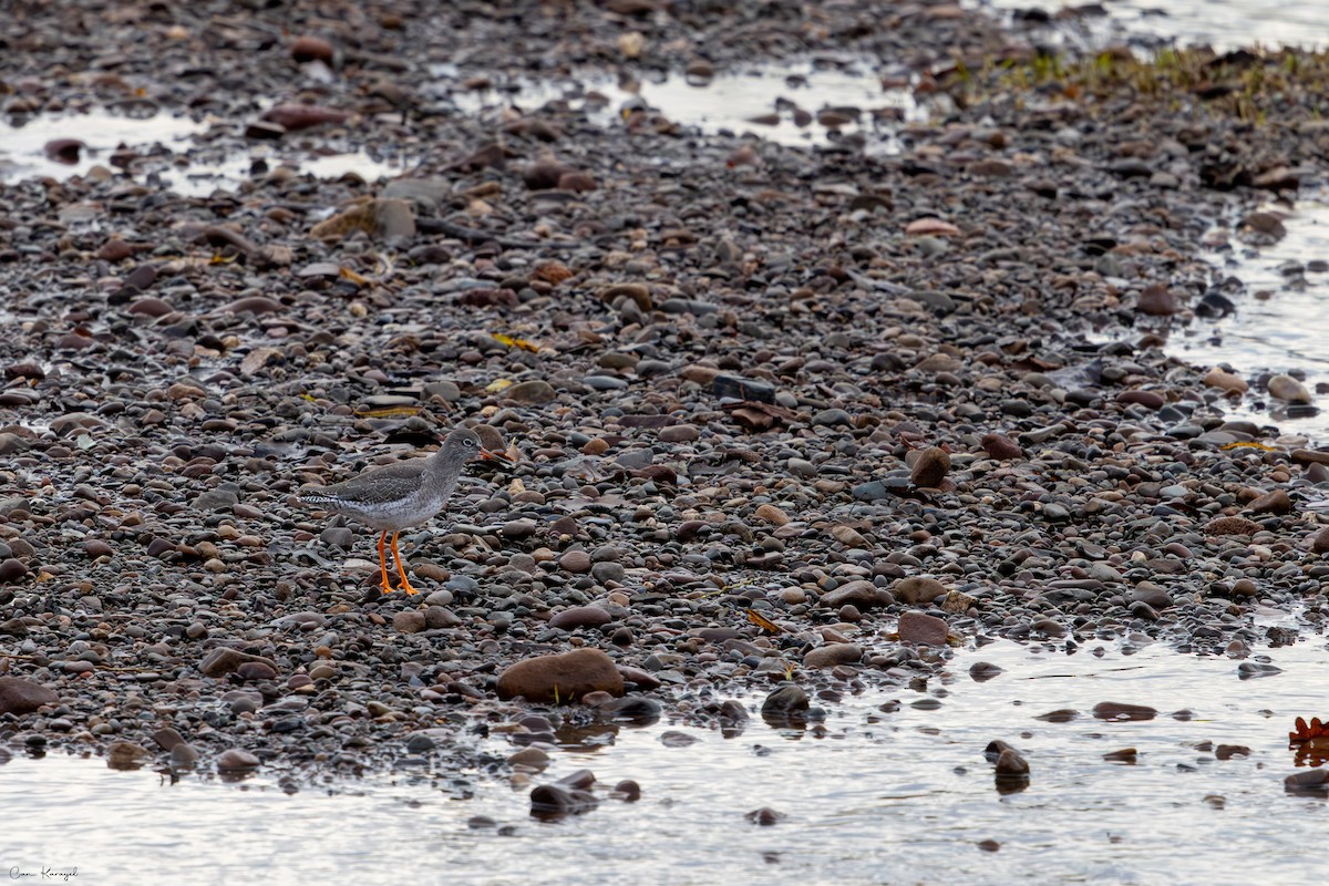 Common Redshank - ML645624018