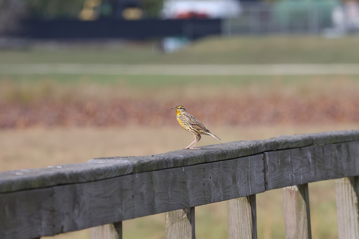 Eastern Meadowlark - ML645624020