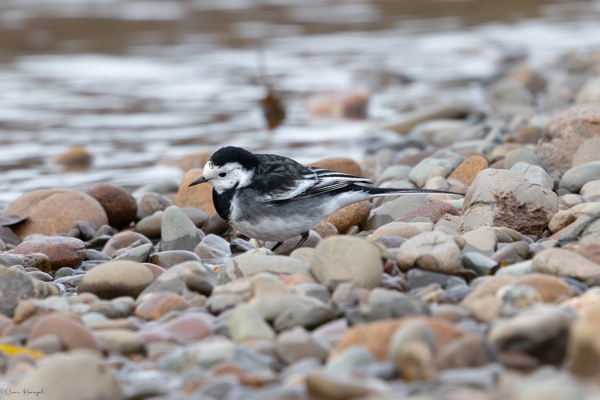 konipas bílý - ML645624035