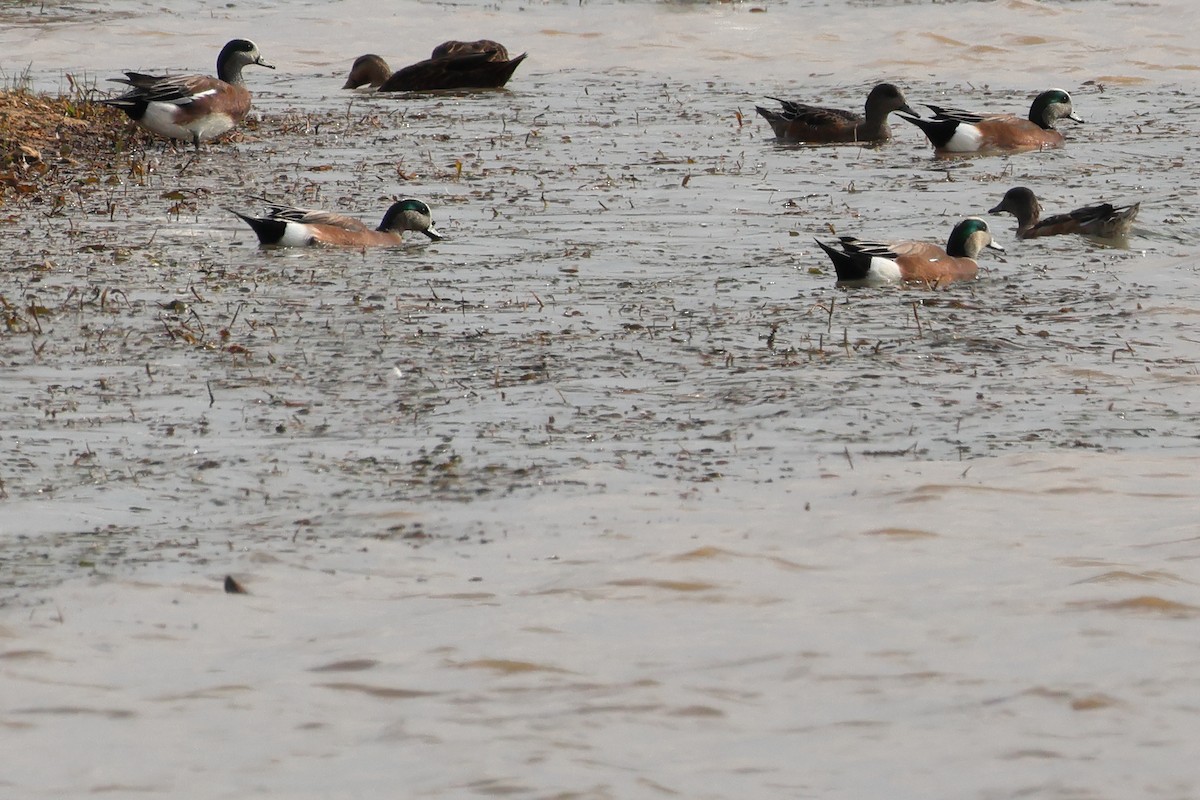 American Wigeon - ML645624042