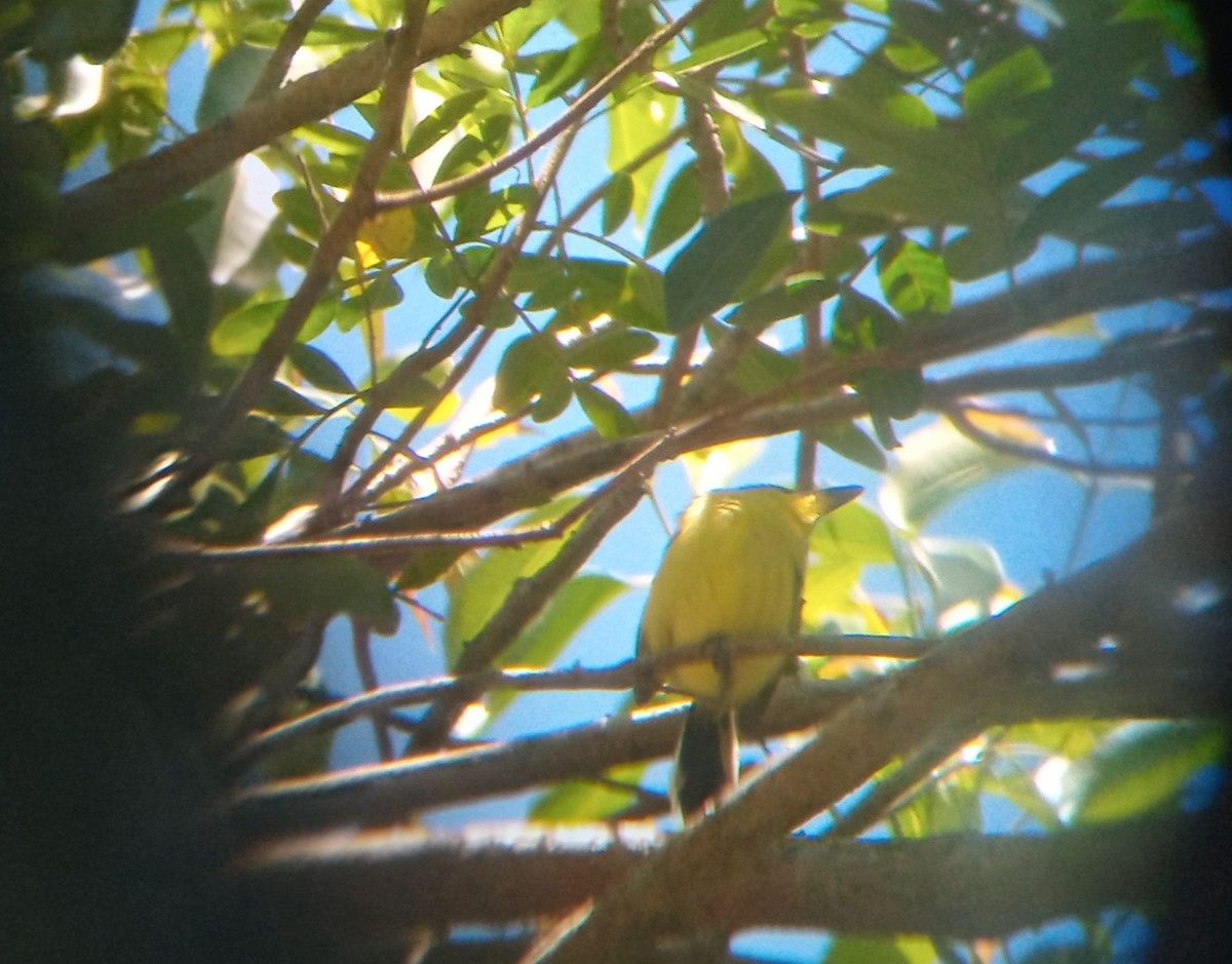 Common Tody-Flycatcher - ML645624043