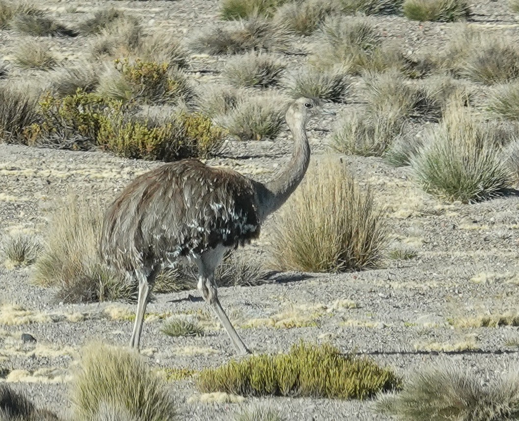 Lesser Rhea (Puna) - ML645624044