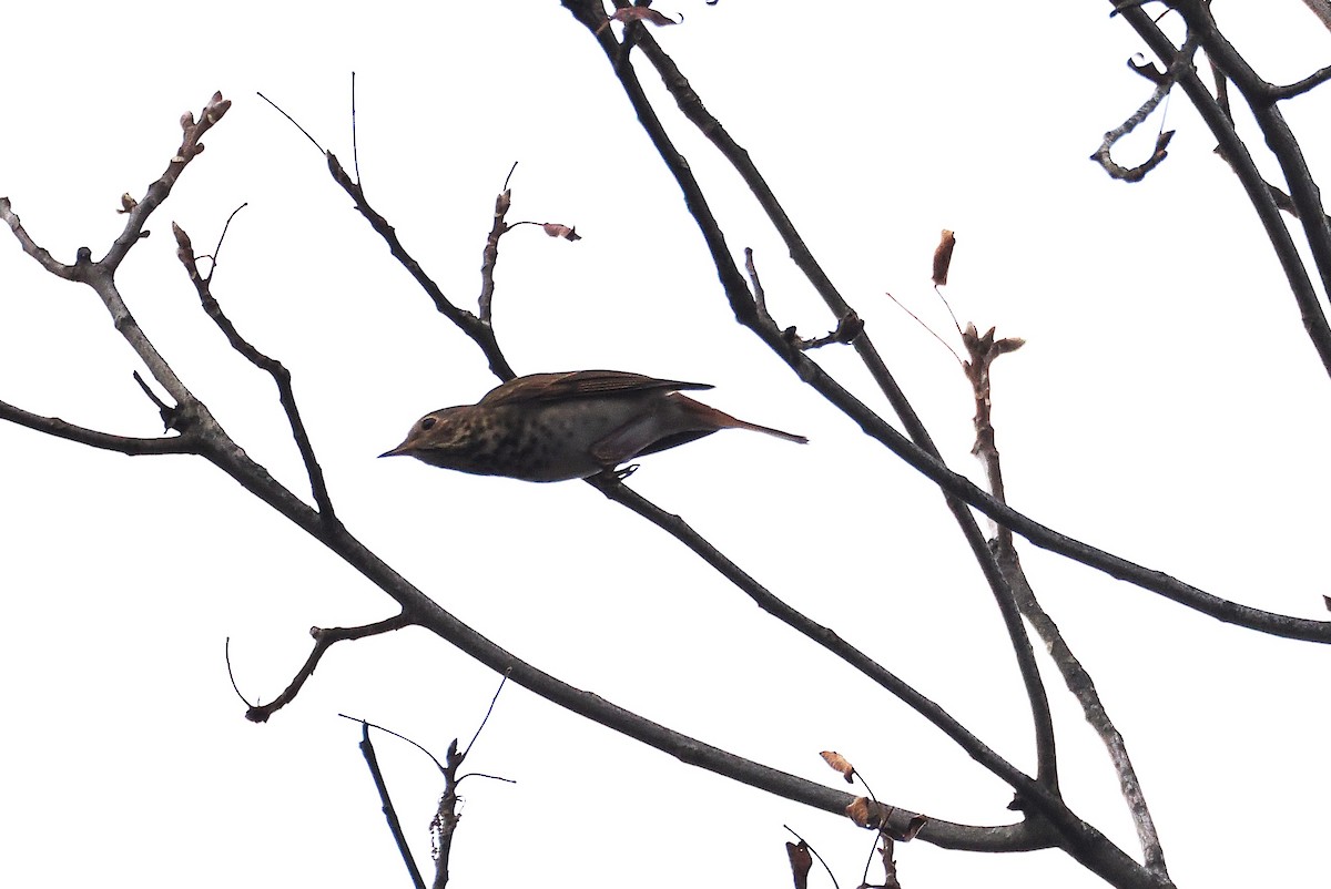 Дрозд-отшельник - ML645624046