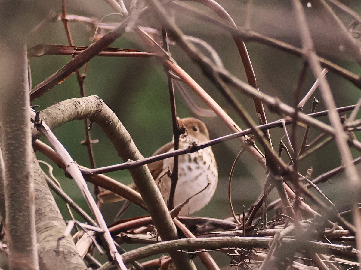 Дрозд-отшельник - ML645624047