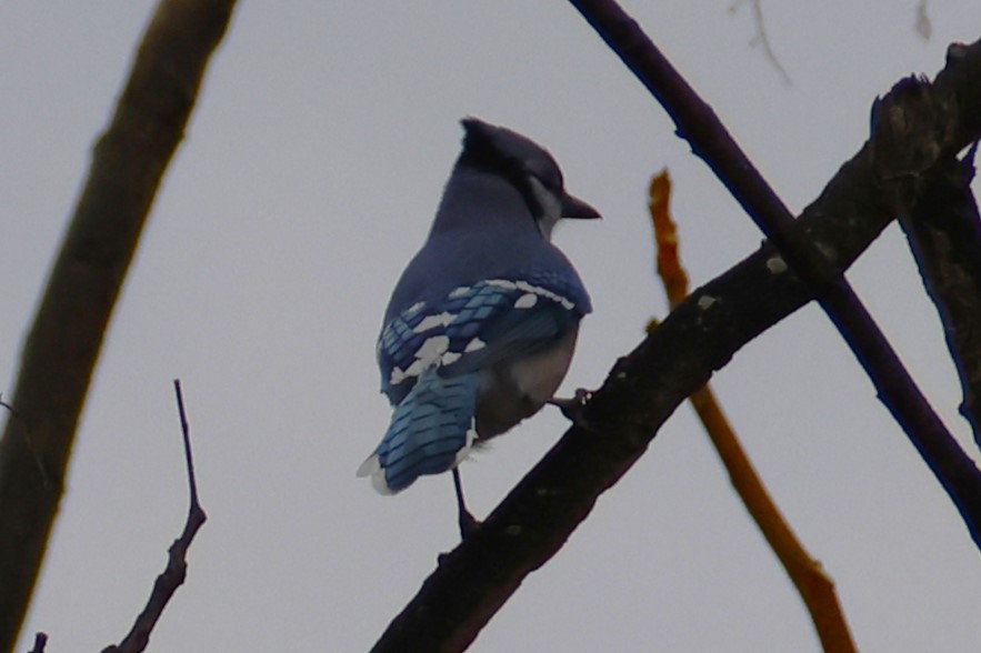 Blue Jay - ML645624061
