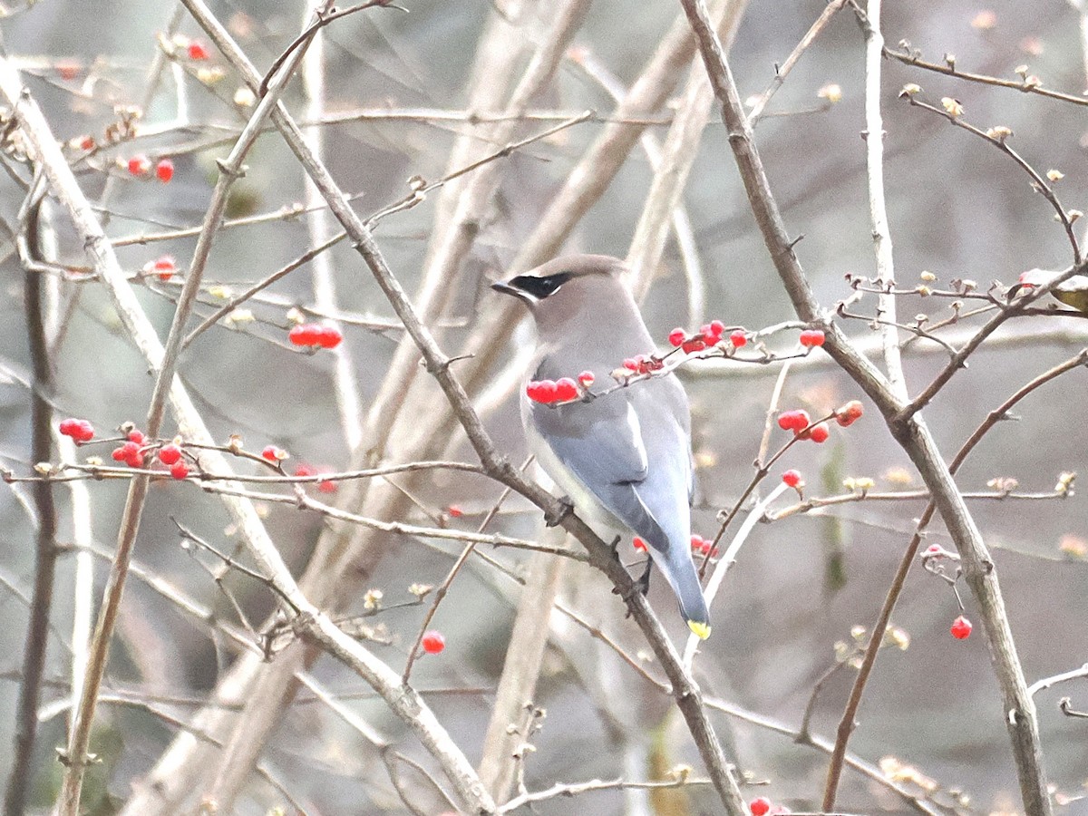 Кедровый свиристель - ML645624062