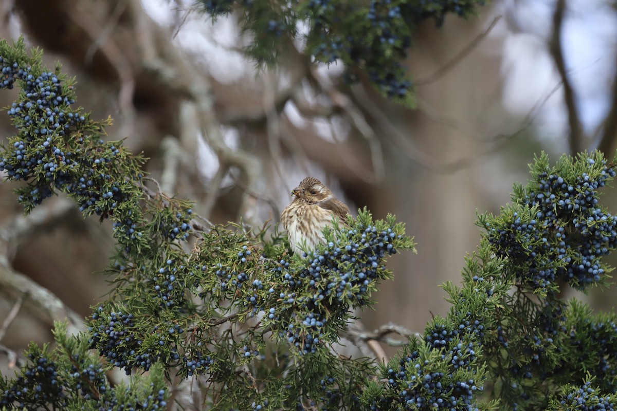 Purple Finch - ML645624066