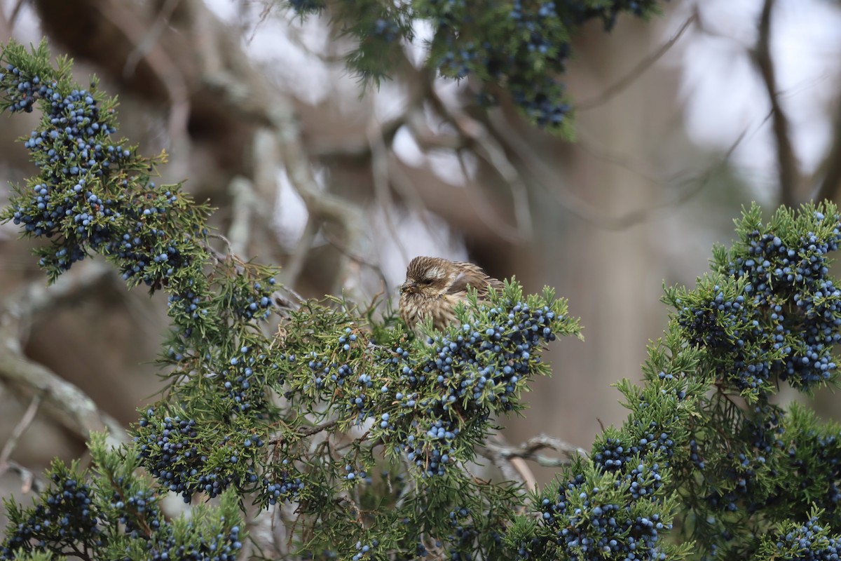 Purple Finch - ML645624067