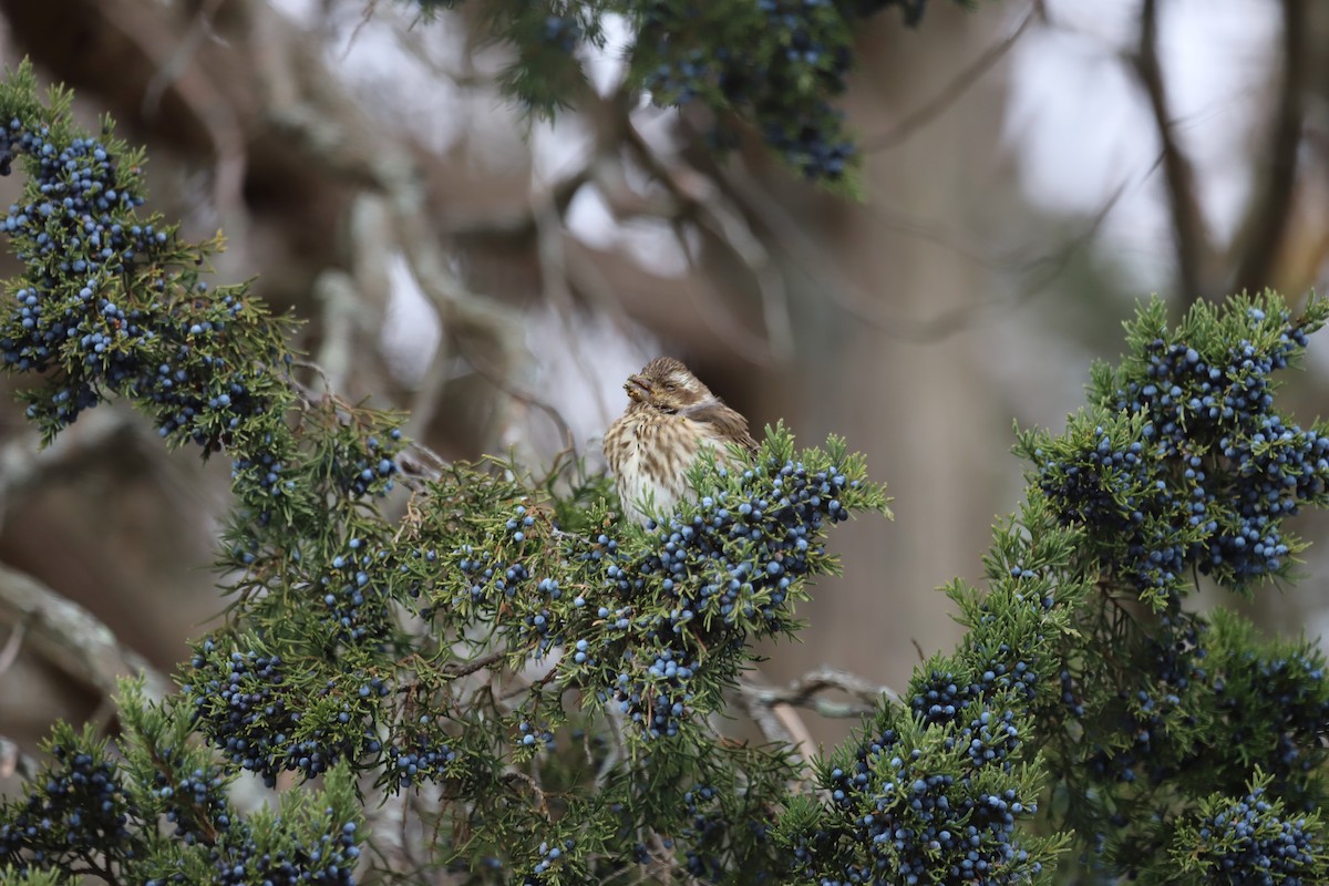 Purple Finch - ML645624068