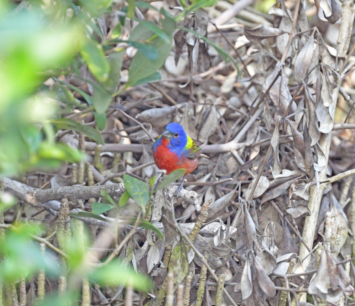 Painted Bunting - ML645624069