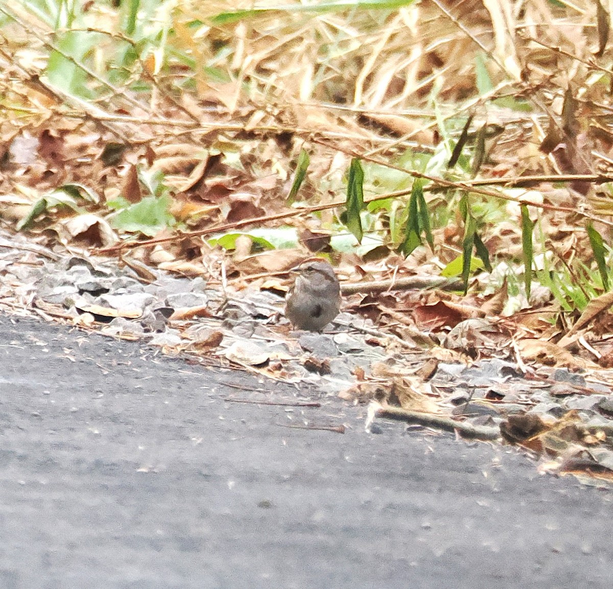 Воробьиная овсянка - ML645624070