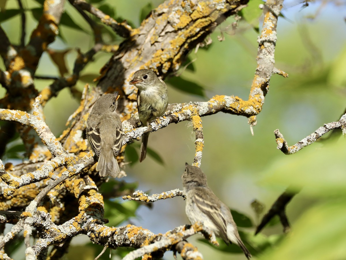 Küçük Boreal Sinekkapan - ML645624074