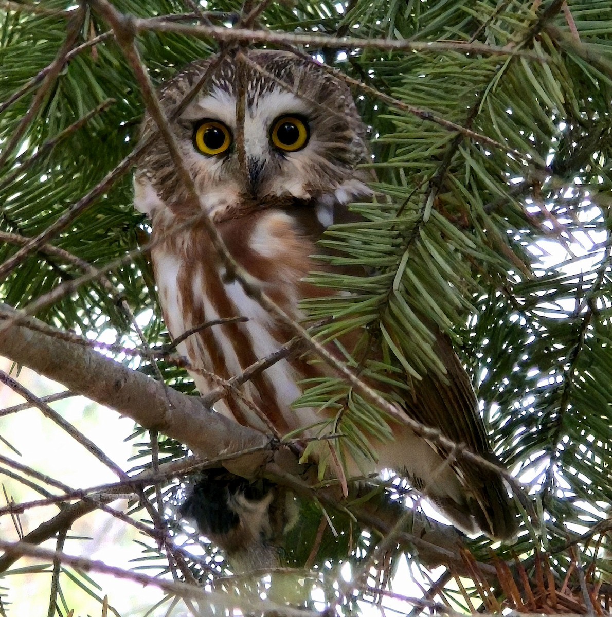 Kızıl Benekli Baykuş - ML645624075