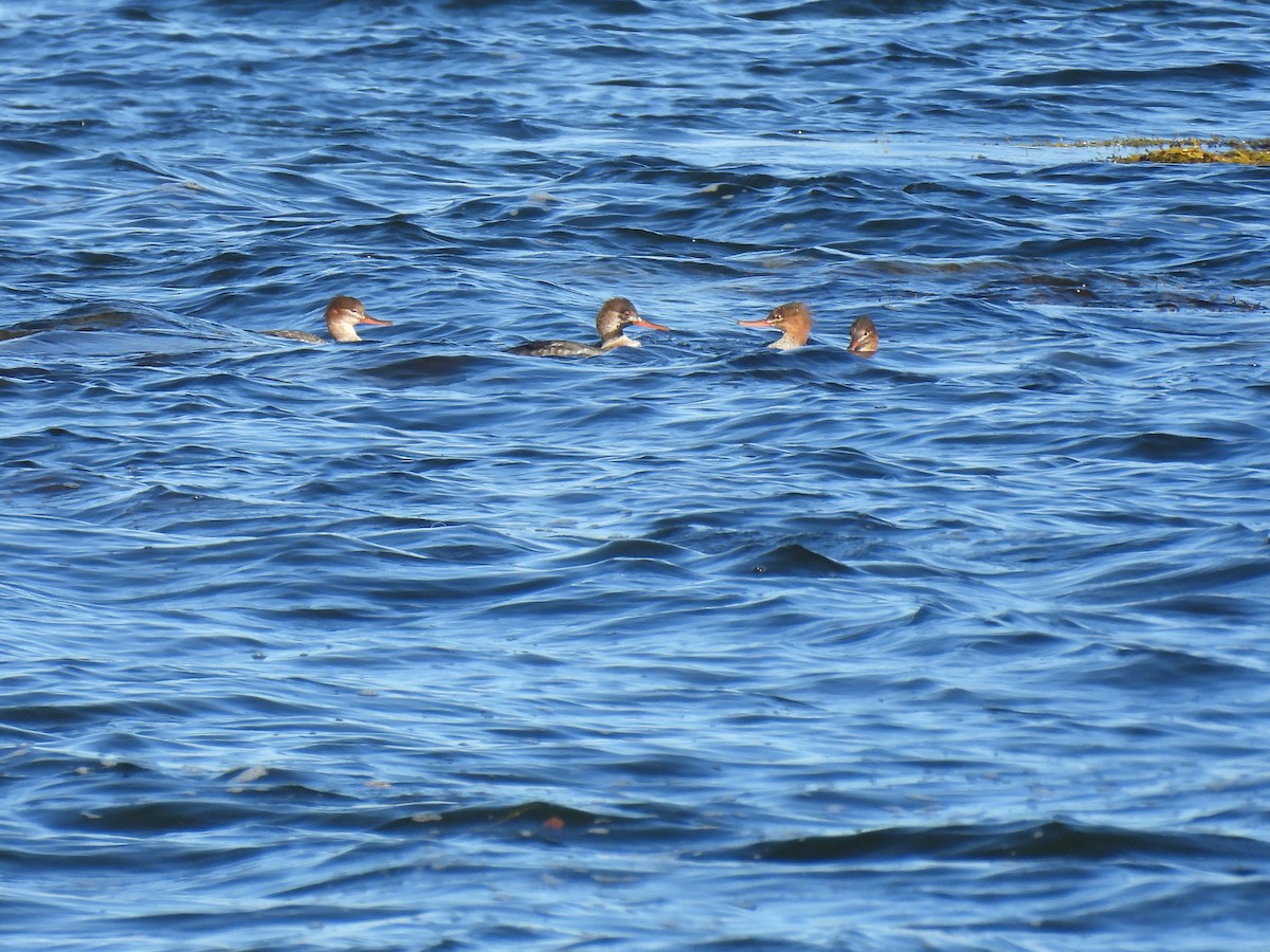 Tarakdiş - ML645624076