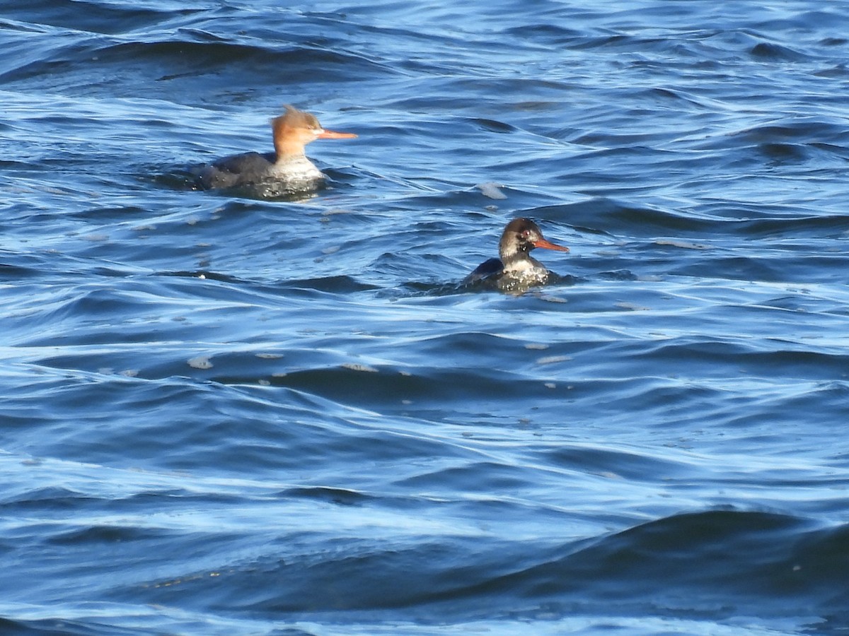 Tarakdiş - ML645624077