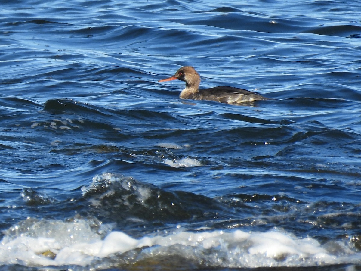 Tarakdiş - ML645624078