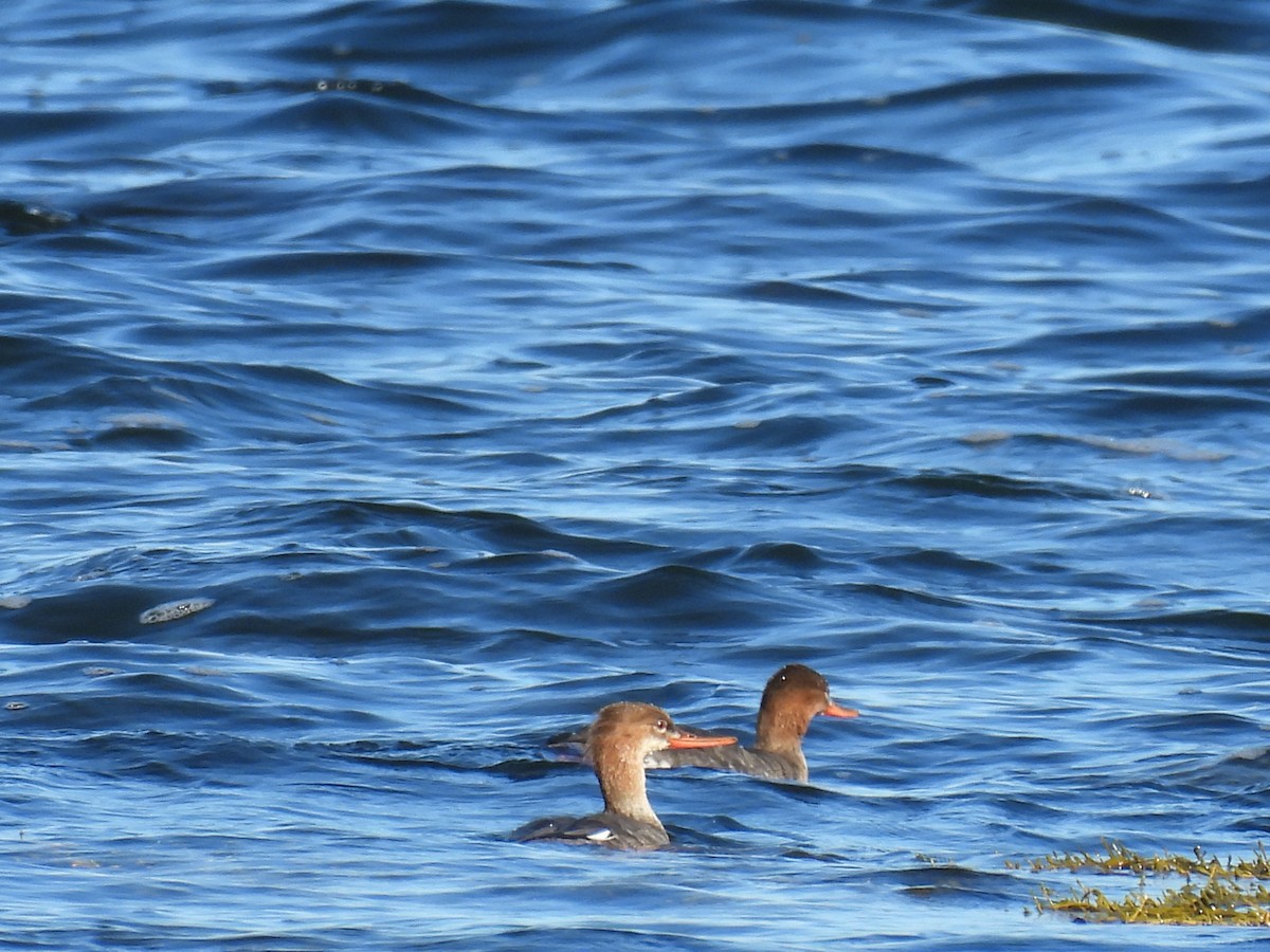 Tarakdiş - ML645624079