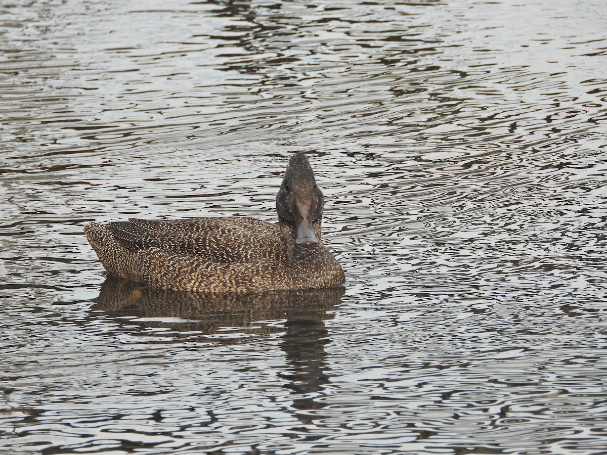 Benekli Kara Ördek - ML645624081