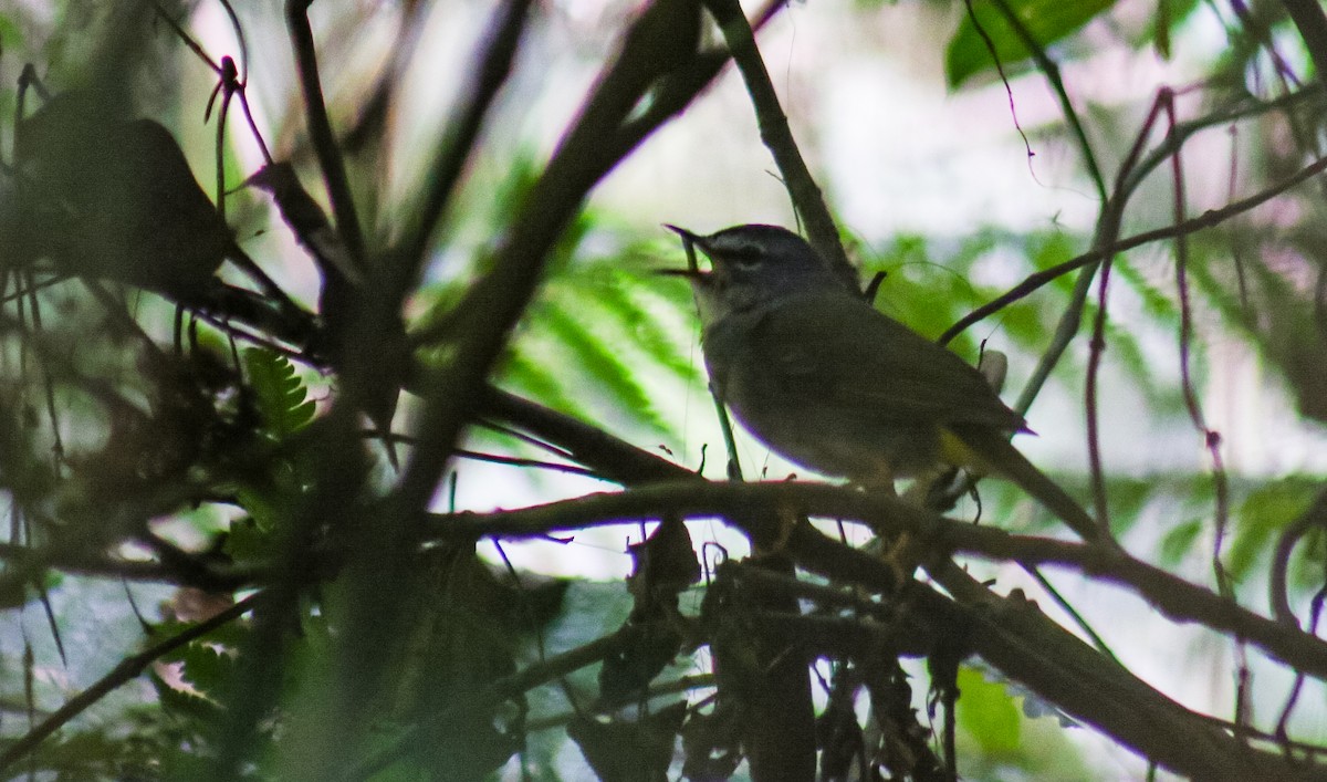 Ak Kenarlı Ötleğen - ML645624082