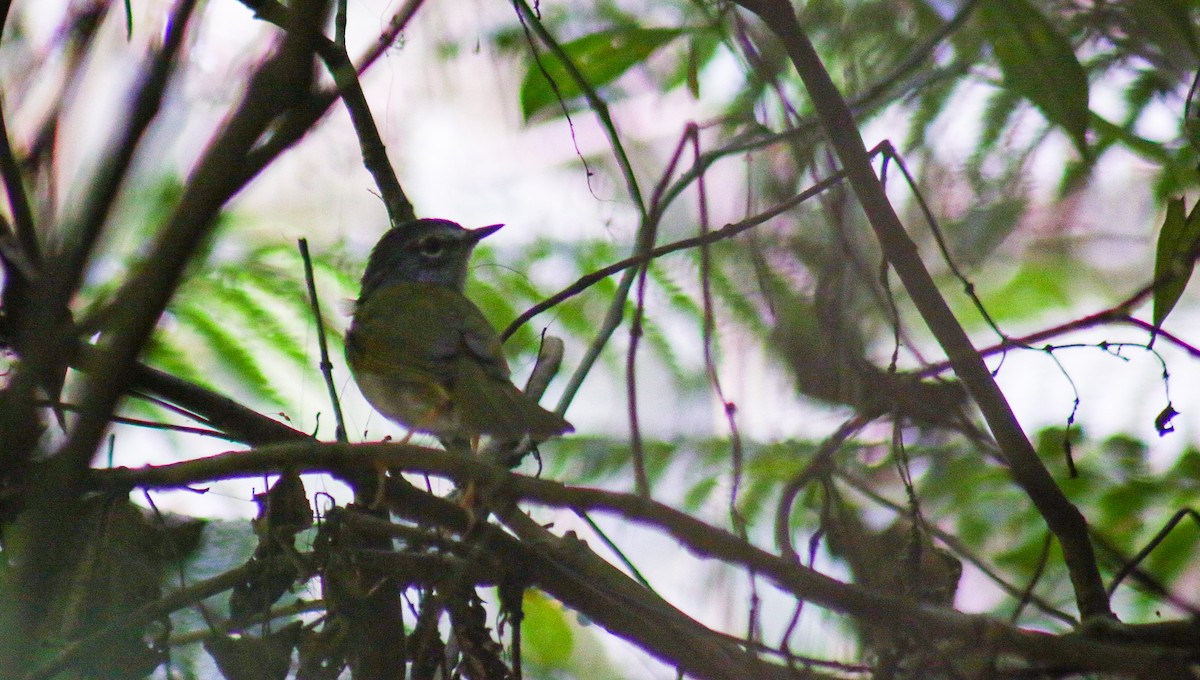 Ak Kenarlı Ötleğen - ML645624084