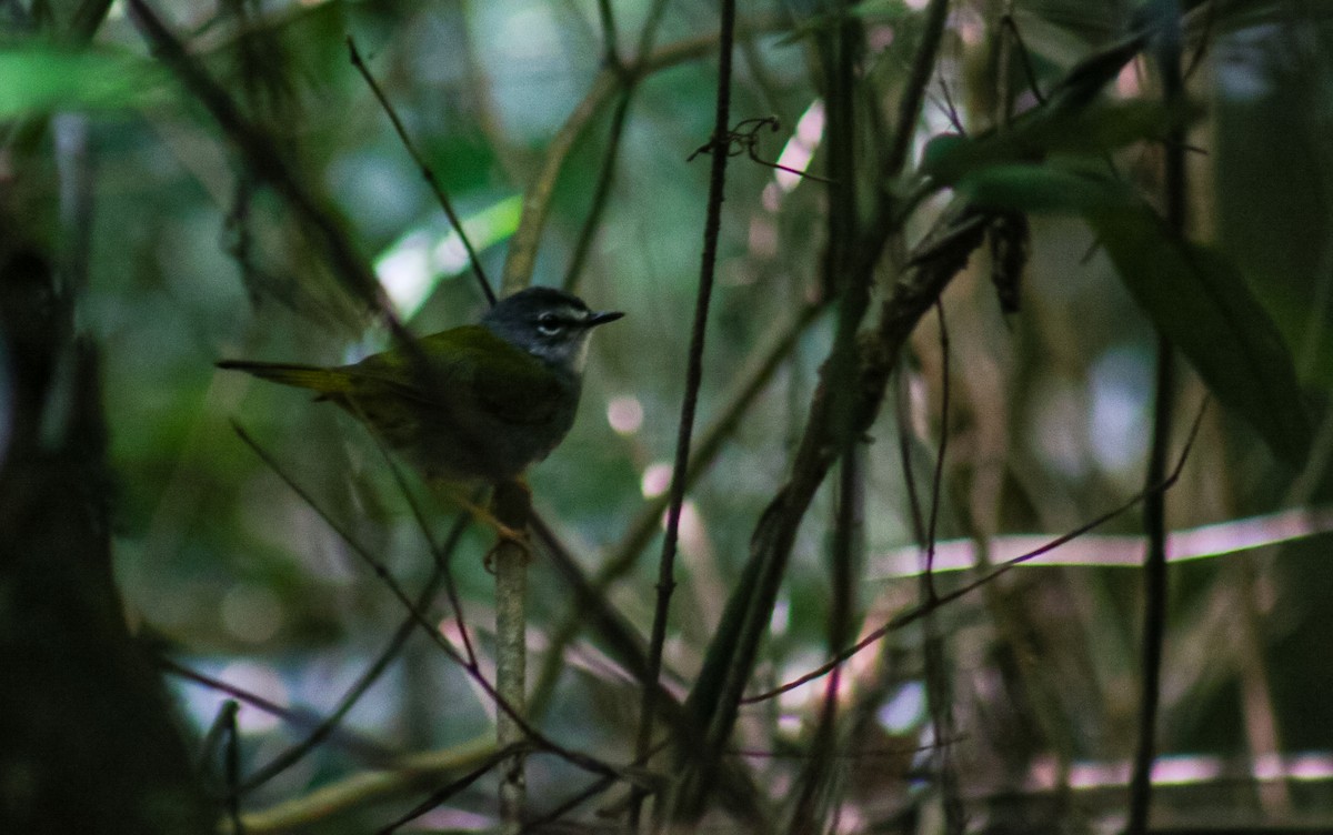 Ak Kenarlı Ötleğen - ML645624085