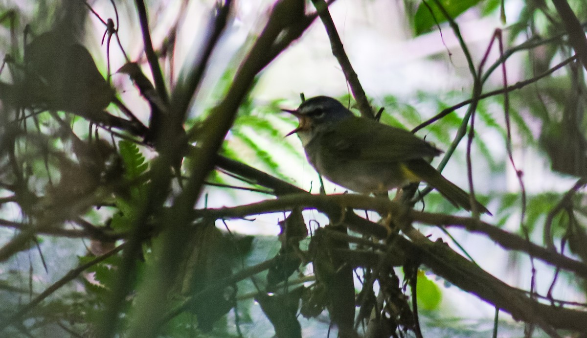 Ak Kenarlı Ötleğen - ML645624086