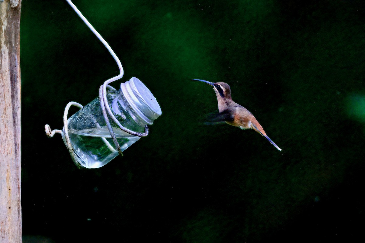 Çizgili Boğazlı Hermit - ML645624087