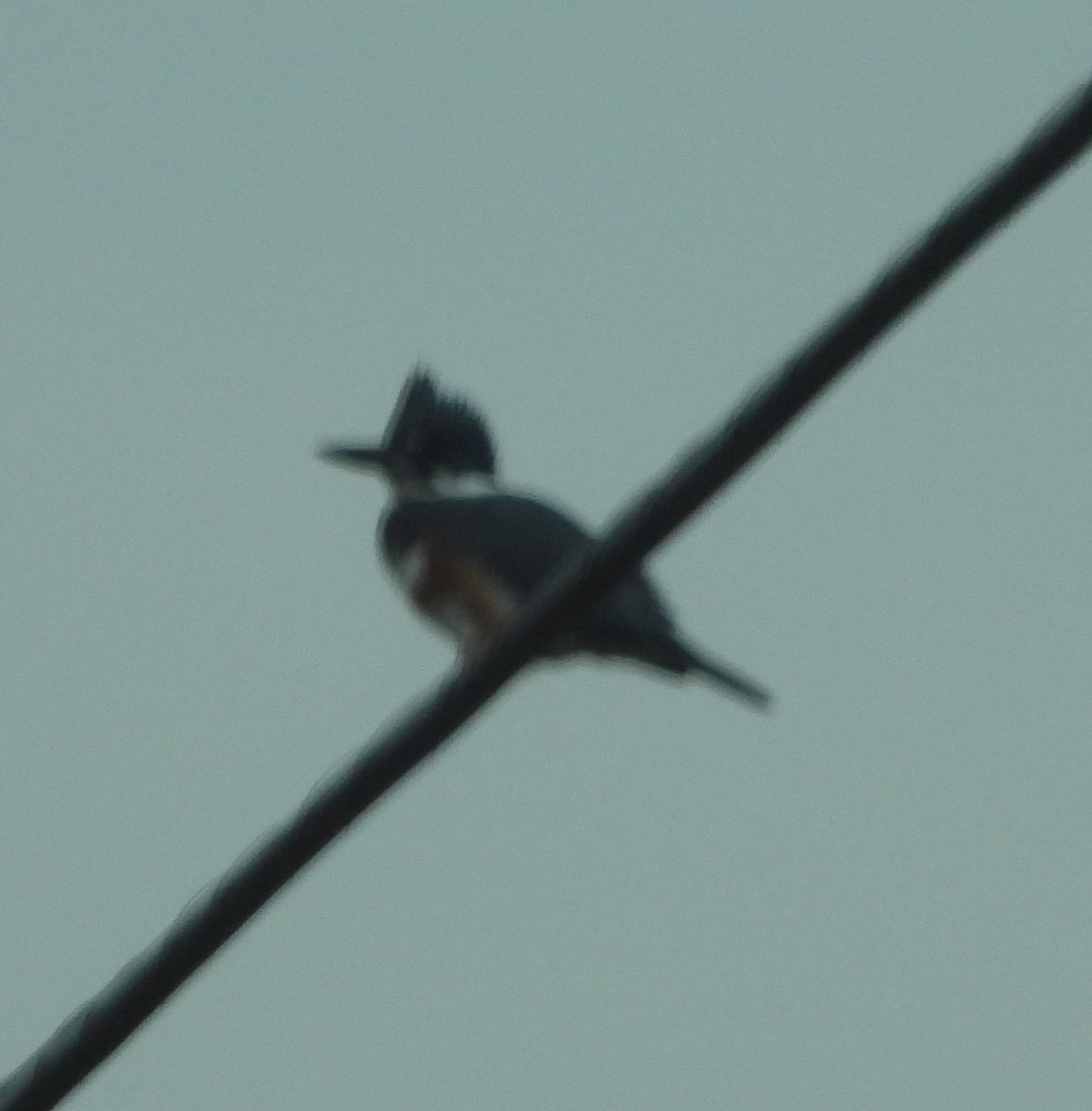 Kuşaklı Yalıçapkını - ML645624088