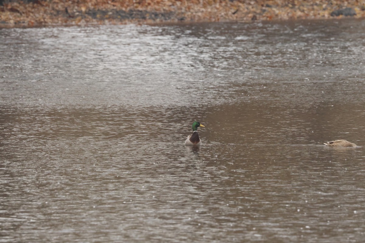 Yeşilbaş - ML645624089