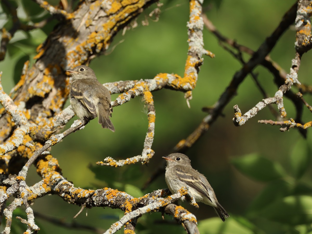 Küçük Boreal Sinekkapan - ML645624095