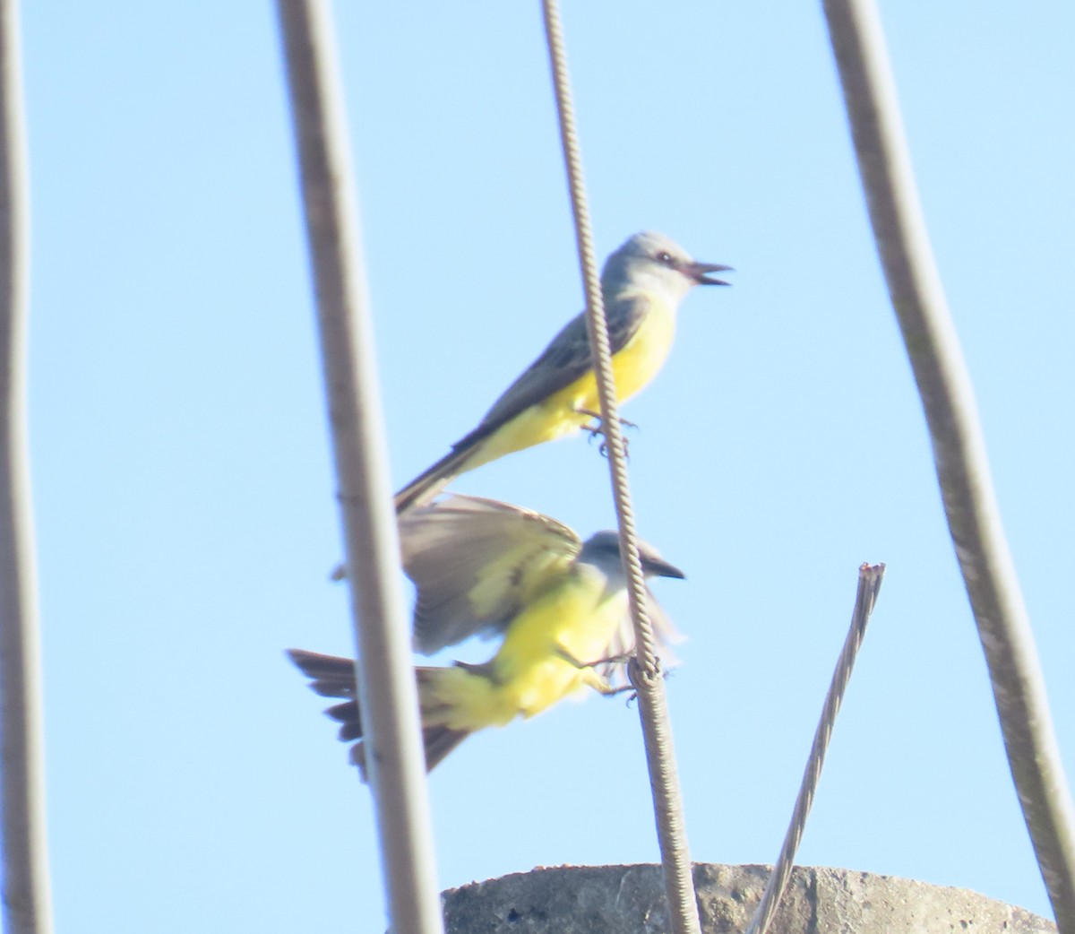 Tropikal Tiran - ML645624096