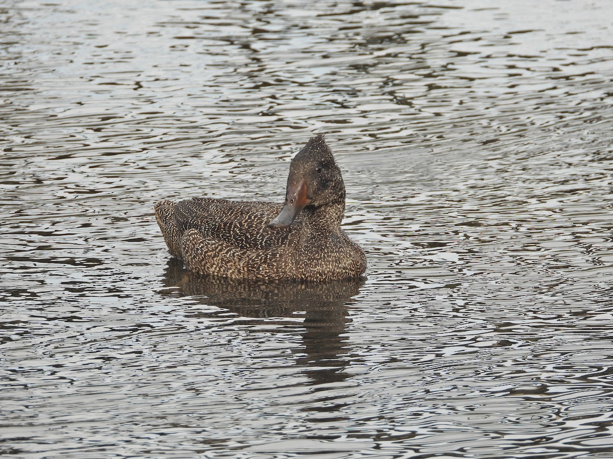 Benekli Kara Ördek - ML645624097