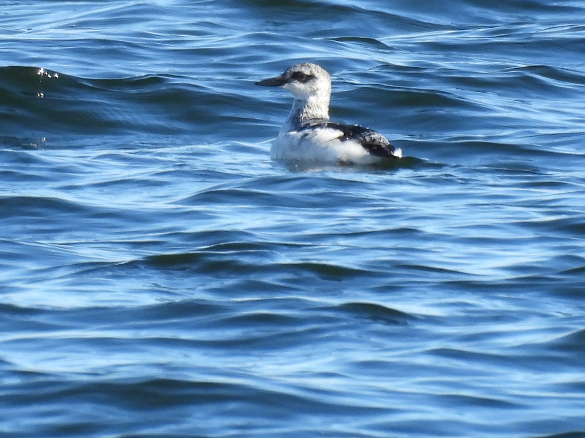 Kara Alk - ML645624098