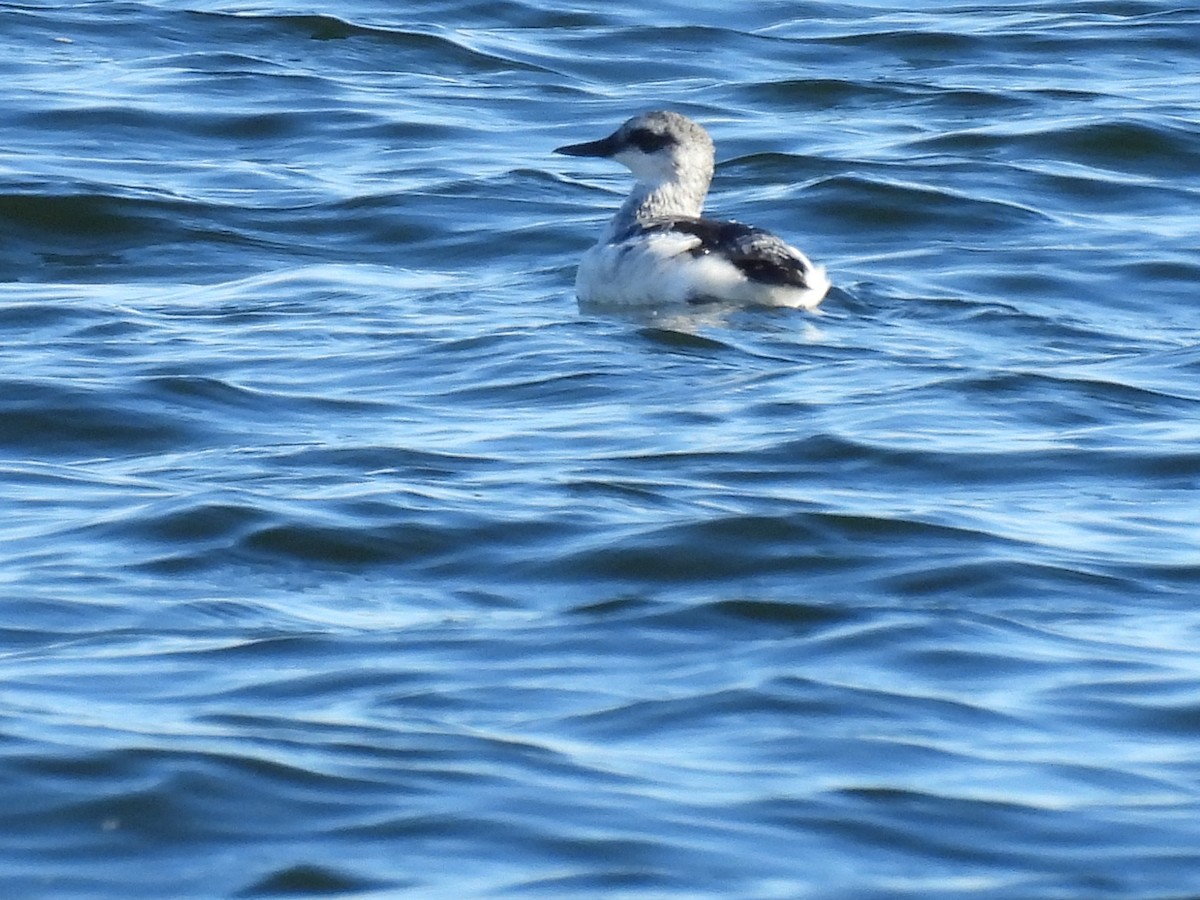 Kara Alk - ML645624099